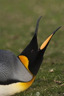 Images Dated 29th December 2007: South America, Falkland Islands