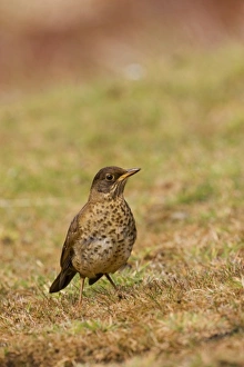 South America, Falkland Islands