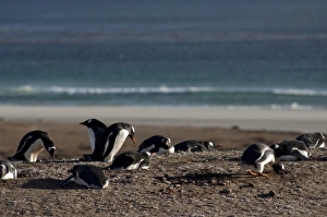 Images Dated 24th March 2010: South America, Falkland Islands