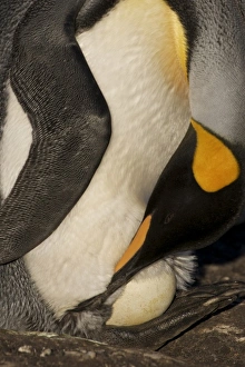 Images Dated 11th January 2009: South America, Falkland Islands