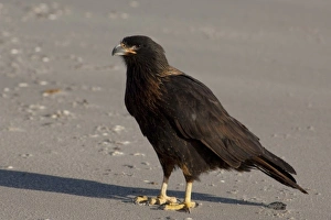 South America, Falkland Islands