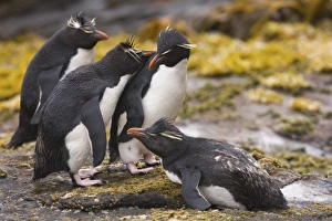 Images Dated 1st January 2006: South America, Falkland Islands