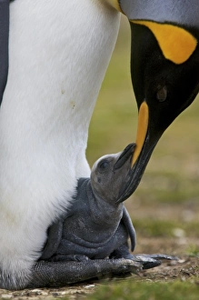 Images Dated 23rd January 2009: South America, Falkland Islands
