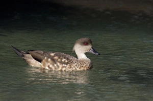 Images Dated 24th March 2010: South America, Falkland Islands