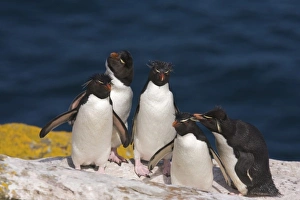 Images Dated 2nd January 2006: South America, Falkland Islands