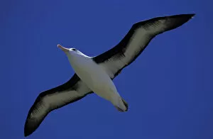Images Dated 29th August 2003: South America, Falkland Islands Black-browed albatross (Diomedea melanophris)