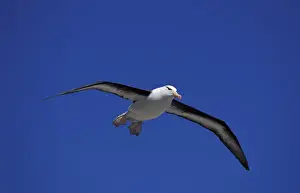 South America, Falkland Islands Black-browed albatross (Diomedea melanophris)