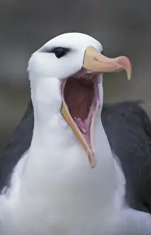 Sound Prints: South America, Falkland Islands Black-browed albatross (Diomedea melanophris) close-up