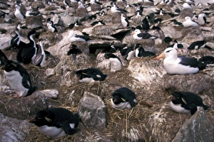 Images Dated 30th August 2007: South America, Faulkland Islands. Imperial Cormorants (Phalacrocorax atriceps), penguins