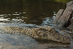 South America, Guyana