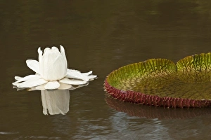 Images Dated 4th August 2009: South America, Guyana