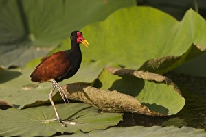 South America, Guyana
