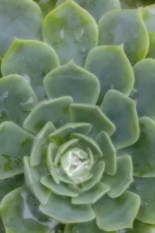 Drop Prints: South America, Mexico. Close-up of succulent plant with dew drops