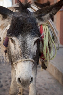 South America, Mexico, San Miguel de Allende. Frontal close-up of donkey carrying load