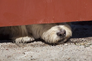 Images Dated 15th February 2011: South America, Mexico, San Miguel de Allende. Close-up of dog with nose under door