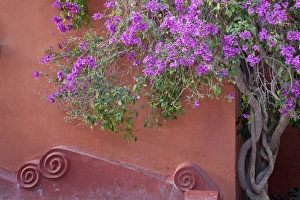 Images Dated 7th February 2011: South America, Mexico, San Miguel de Allende. Bouganvilla tree next to wall. Credit as