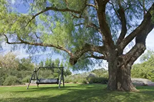 Images Dated 23rd November 2011: South America, Mexico, Tecate. Bench swing under large tree at Rancho La Purerta