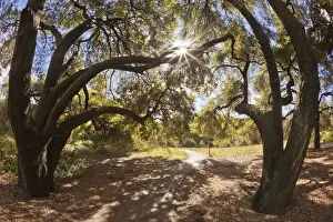 Images Dated 21st November 2011: South America, Mexico, Tecate. Fisheye view of Oak trees at Rancho La Purerta. Credit as