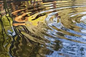 Concentric Prints: South America, Mexico, Tecate. Ripples in pool at Rancho La Purerta