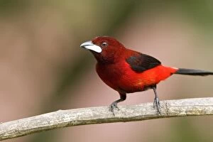 South America, Panama Canal Zone. Crimson-backed tanager on limb
