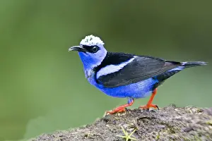 Joanne Williams Prints: South America, Panama. Close-up of red-legged honeycreeper on boulder. Credit as