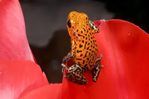 Poisonous Prints: South America, Panama. Close-up of a variety of poison dart frog on red leaf