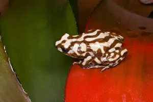 Images Dated 10th February 2008: South America, Panama. Close-up of a variety of poison dart frog on red leaf