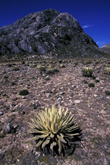 Images Dated 30th August 2007: South America, Panama. Landscape and plant life