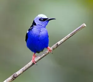 Images Dated 6th March 2006: South America, Panama, Panama Canal Zone. Close-up of red-legged honeycreeper bird on limb