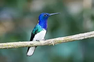 South America, Panama, Panama Canal Zone. Snowy-bellied hummingbird perched on limb