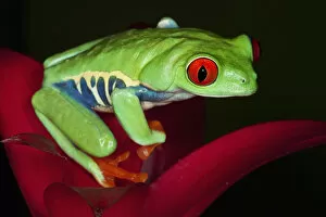 Panama Collection: South America, Panama. Red-eyed tree frog on bromelied flower