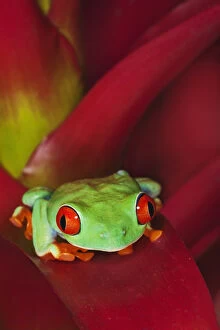 Panama Gallery: South America, Panama. Red-eyed tree frog on bromelied flower