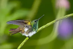 Humming Bird Prints: South America, Panama. Snowy-bellied hummingbird on limb