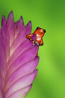 Panama Gallery: South America, Panama. Strawberry poison dart frog on bromeliad flower. Credit as