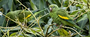 Brazil Prints: South America, The Pantanal Wetlands, Brazil, Two Yellow-chevroned Parakeet