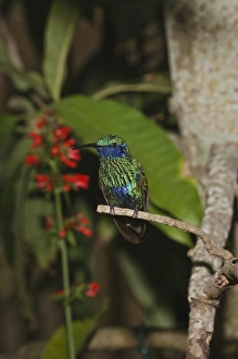 South America, Peru