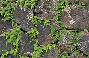 South America, Peru