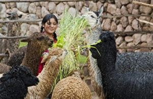 Prints of Local woman in the Sacred Valley Peru feeding llamas in traditional clothes and farming (MR) Images Dated 2027 October: South America, Peru