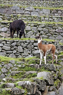 Images Dated 19th February 2007: South America, Peru