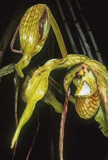 South America, Peru