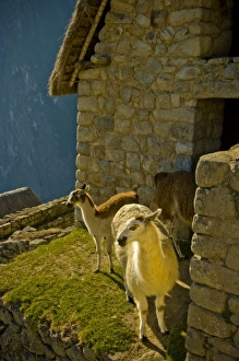 South America, Peru