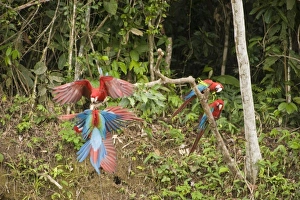 Images Dated 18th July 2010: South America, Peru