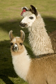 Images Dated 16th May 2005: South America, Peru