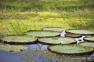 Images Dated 2nd July 2013: South America, Peru, Amazon. Lilly Pads of Peruvian Amazon