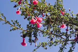 Images Dated 4th June 2007: South America - Peru. Blooming flower (Kantu) at Taquile Island on Lake Titicaca