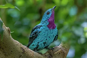 Images Dated 18th July 2022: South America, Peru. Close-up of spangled cotinga bird in tree