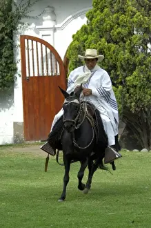 South America, Peru, Lima. Historic Peruvian Paso horse ranch, Chacra Tres Canas