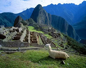 South America, Peru. A llama rests on a hill overlooking the ruins of Machu Picchu