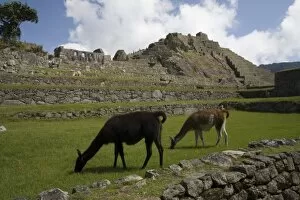 Images Dated 31st May 2007: South America - Peru. Llamas feeding on main plaza in the lost Inca city of Machu Picchu