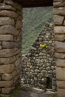 Images Dated 19th March 2009: South America, Peru, Machu Picchu. Yellow flowers seen through a stone window take